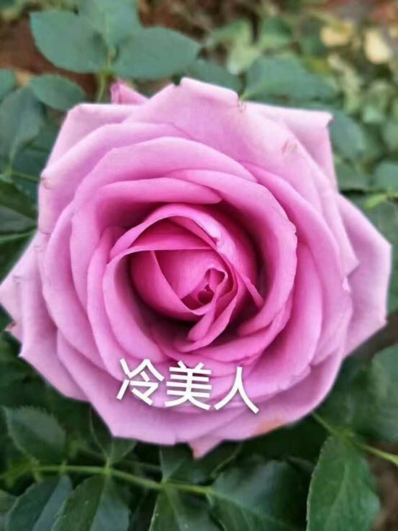 玫瑰苗10~20cm