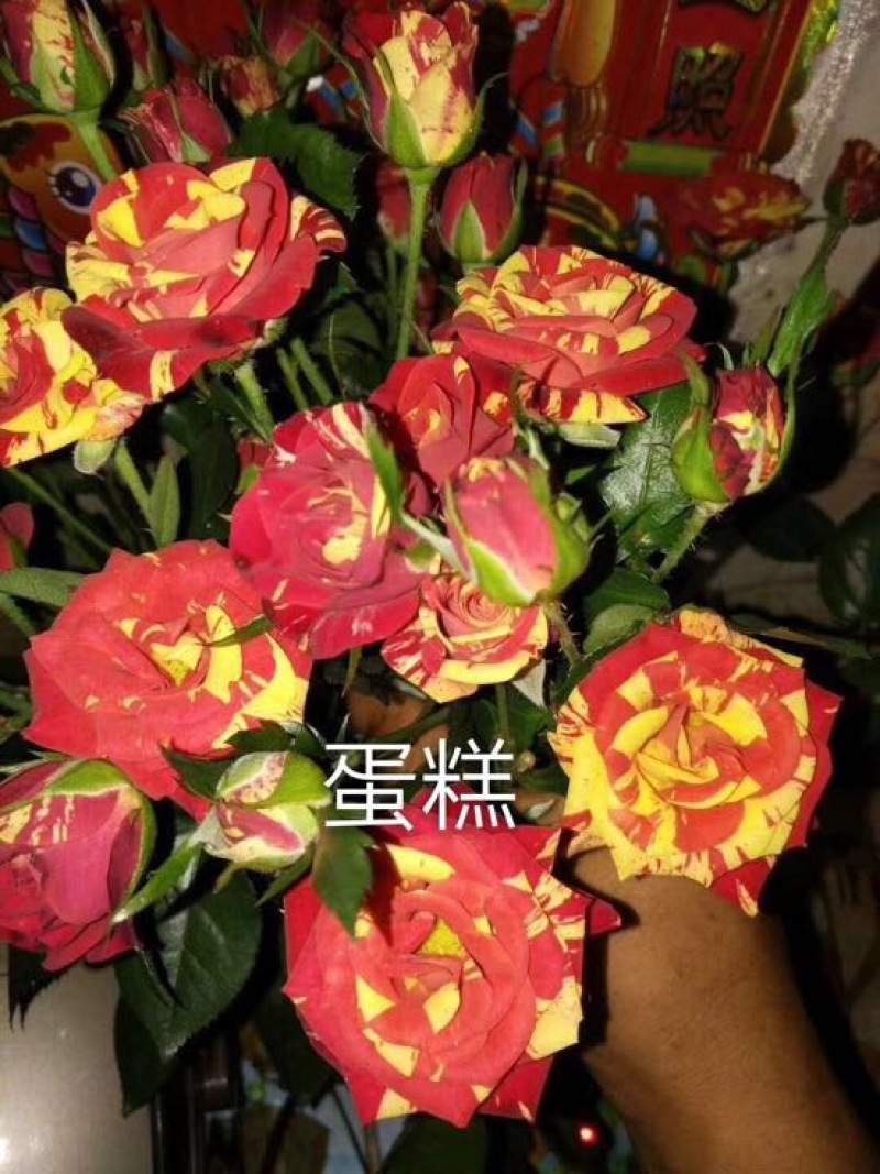 玫瑰苗10~20cm