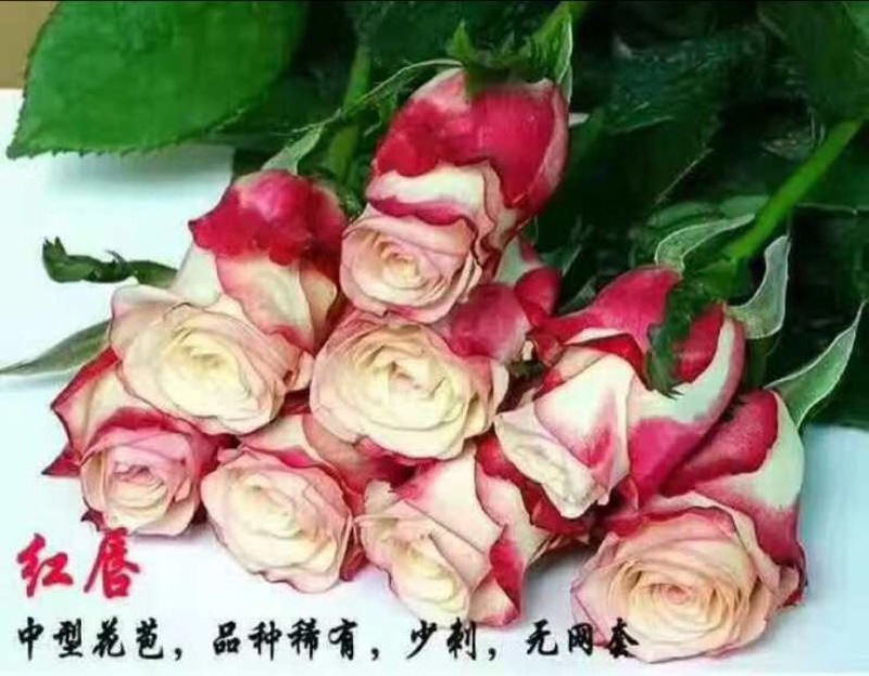 玫瑰苗10~20cm