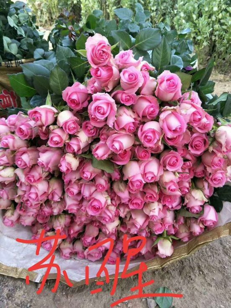 玫瑰苗10~20cm