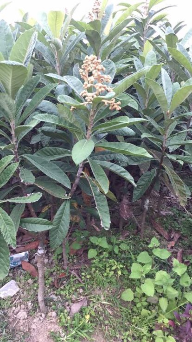 早钟六号枇杷苗，基地直供，品种纯正，量大从优，价格美丽