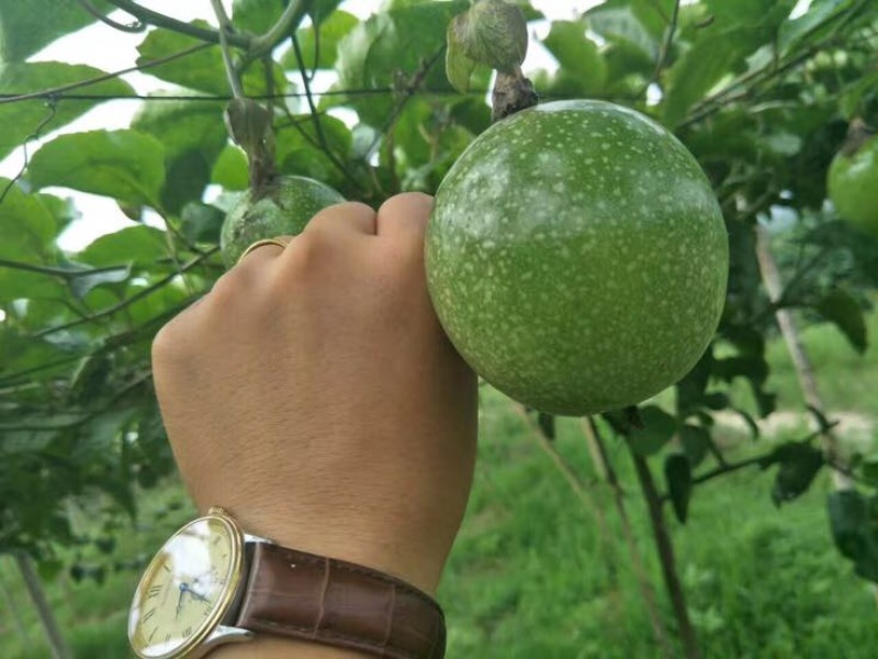黄金百香果苗大果