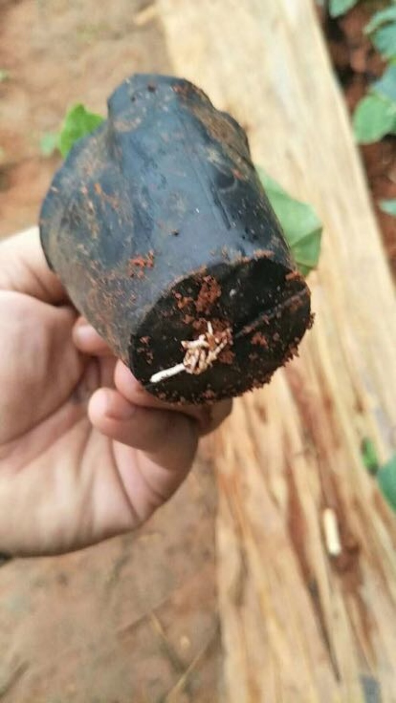 黄金百香果苗大果