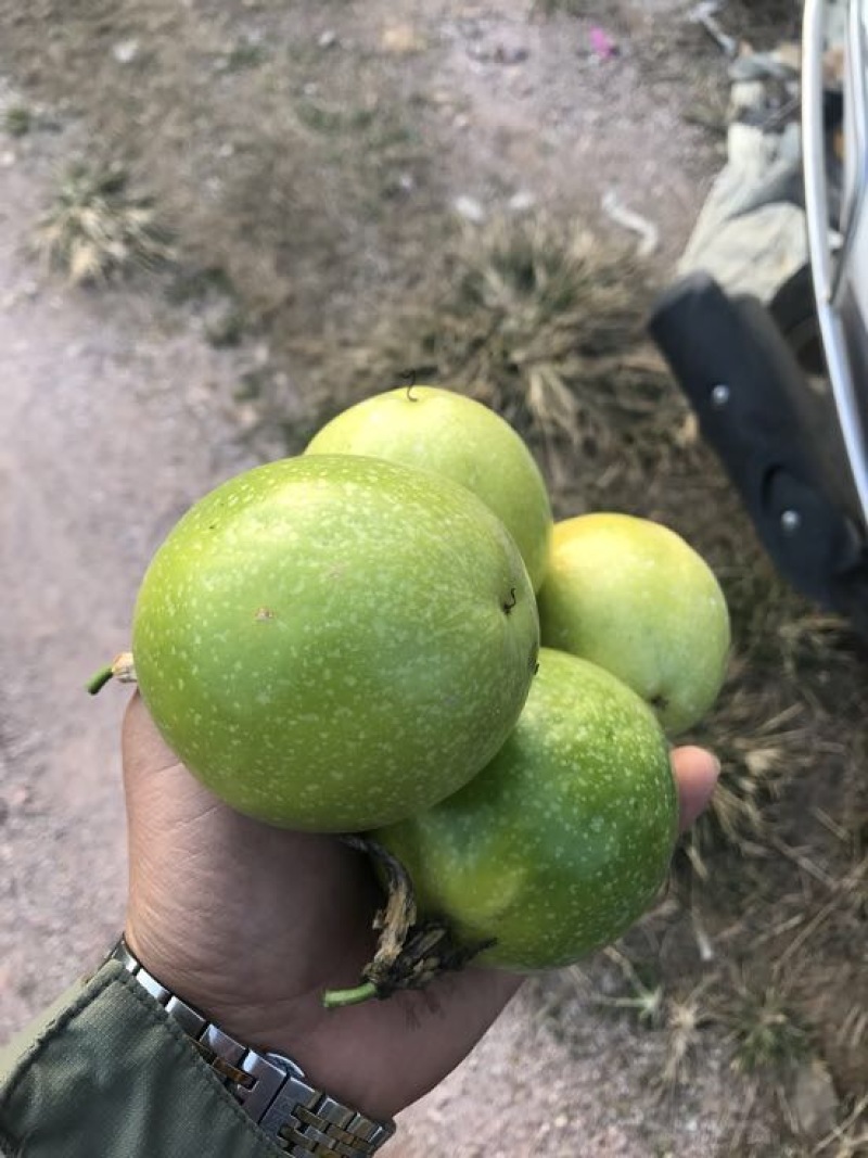黄金百香果苗大果