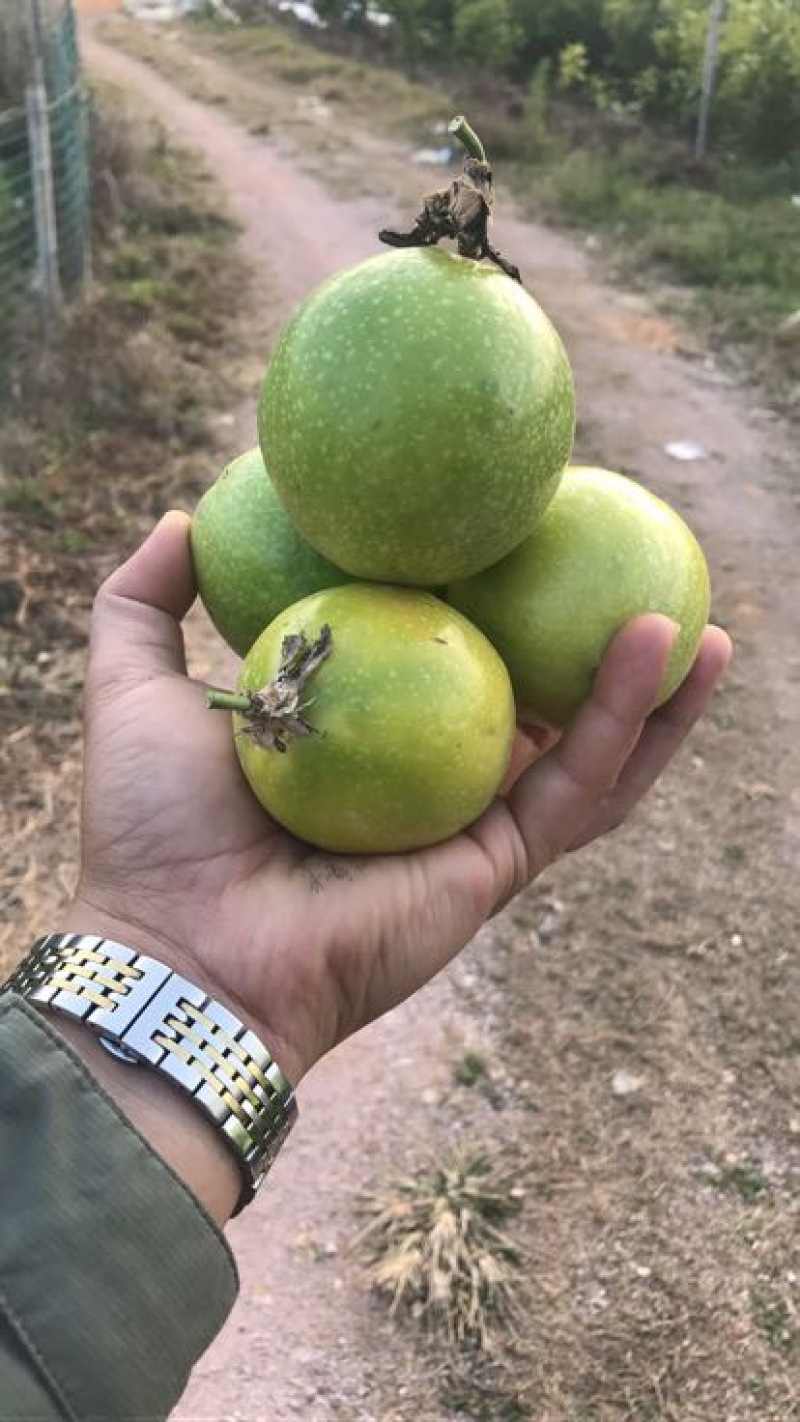 黄金百香果苗大果