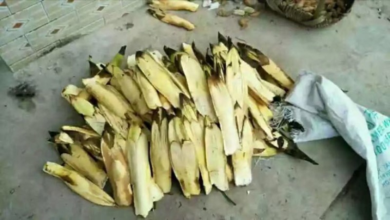棕树花