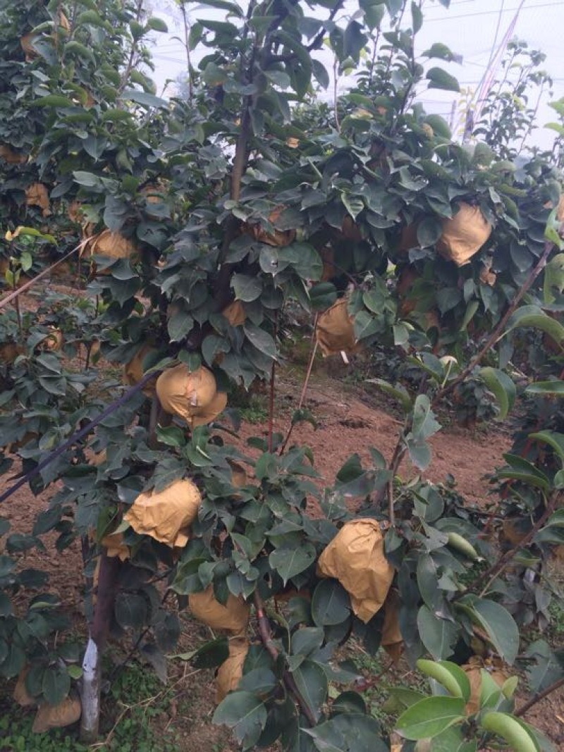 梨树4~6cm1.5~2米