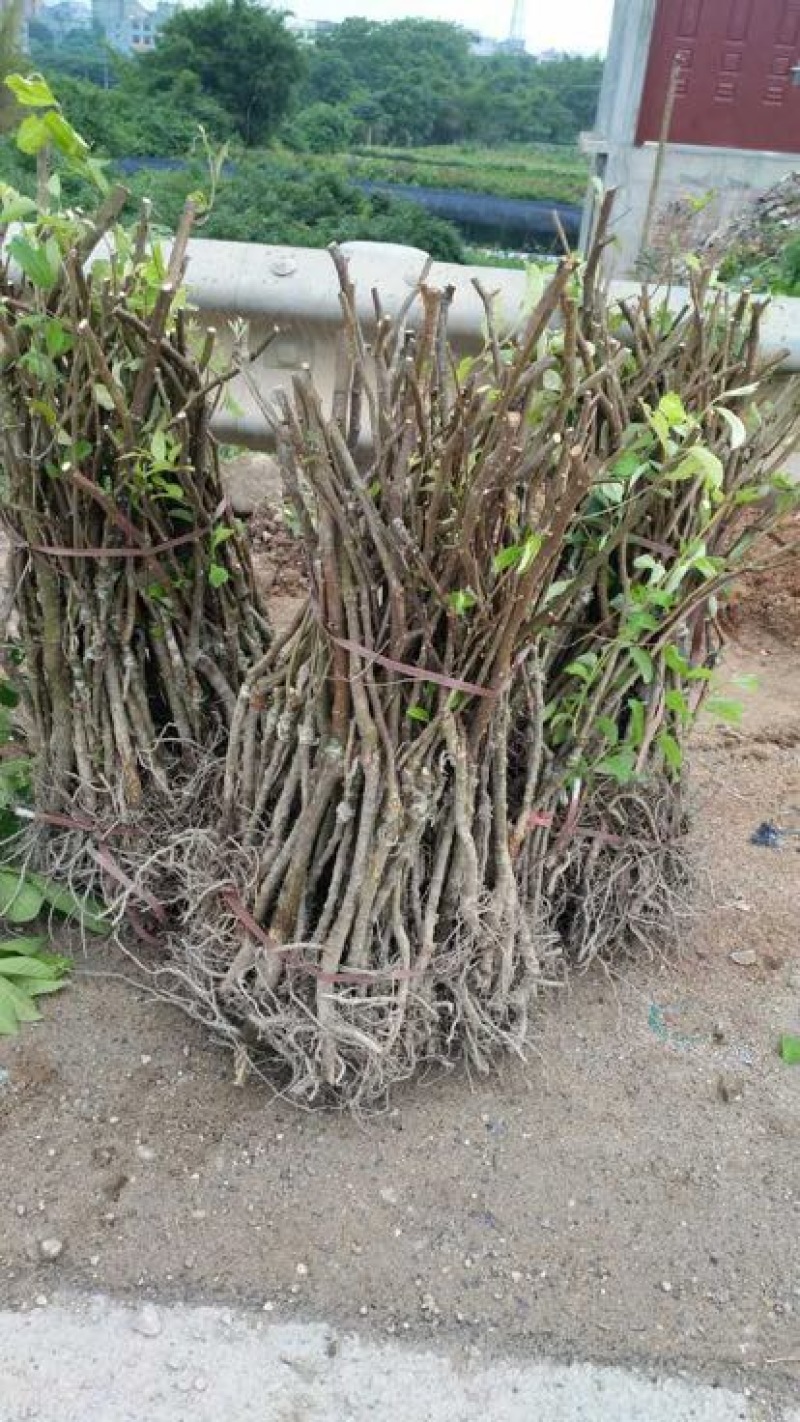 青枣苗30~50cm