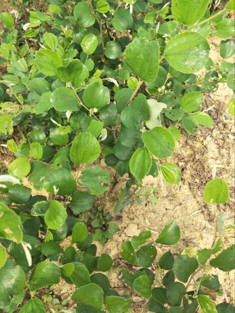 青枣苗30~50cm