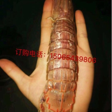 皮皮虾冻虾