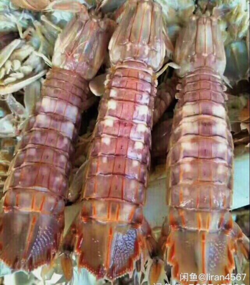 皮皮虾冻虾