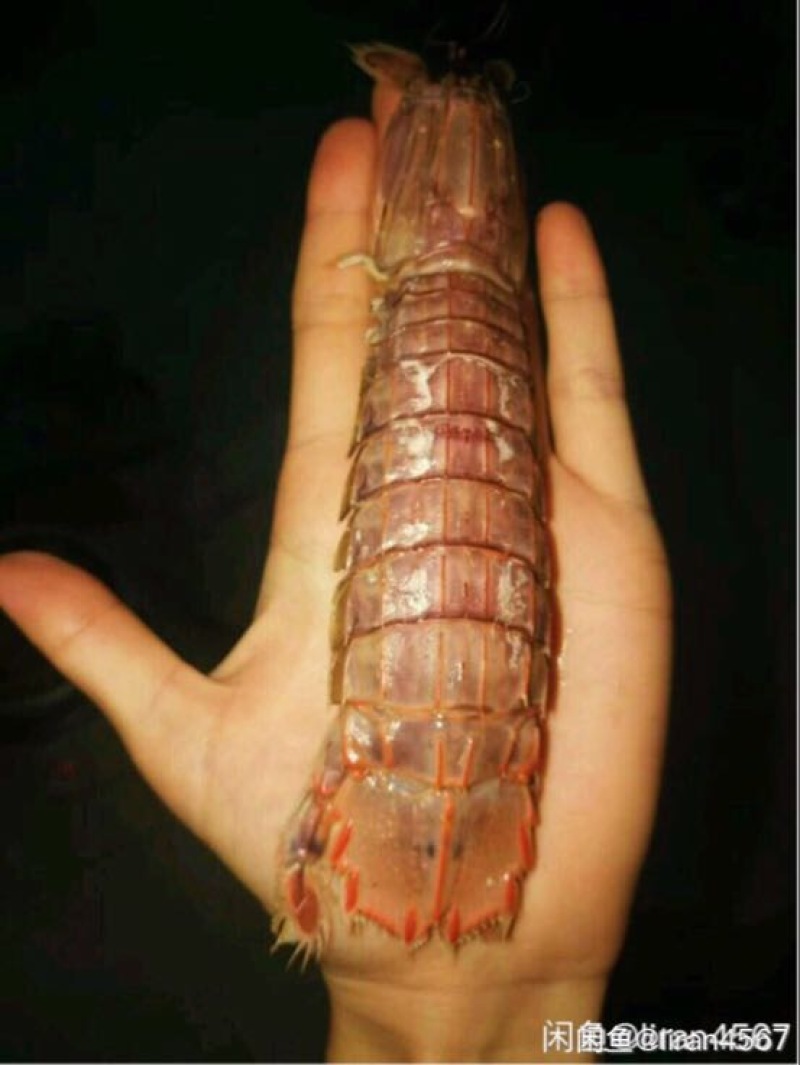皮皮虾冻虾