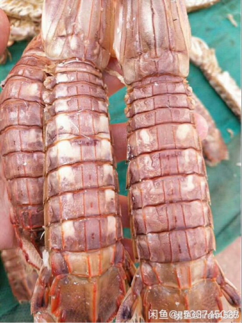皮皮虾冻虾