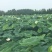无花藕5~7厘米5~10厘米以上