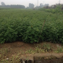 大红袍花椒苗九叶青花椒小苗批发1~2年