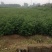 大红袍花椒苗九叶青花椒小苗批发1~2年