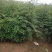 大红袍花椒苗九叶青花椒小苗批发1~2年