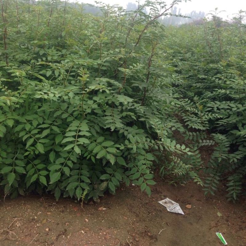 大红袍花椒苗九叶青花椒小苗批发1~2年