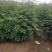 大红袍花椒苗九叶青花椒小苗批发1~2年