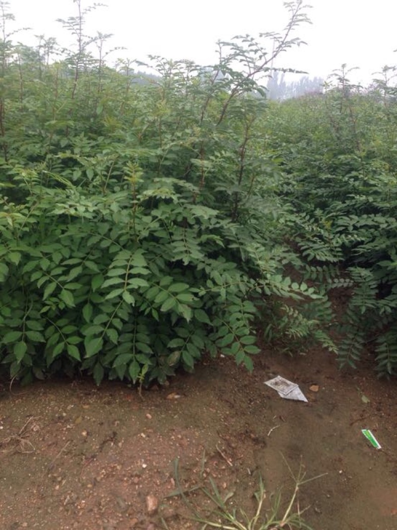 大红袍花椒苗九叶青花椒小苗批发1~2年