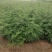 大红袍花椒苗九叶青花椒小苗批发1~2年
