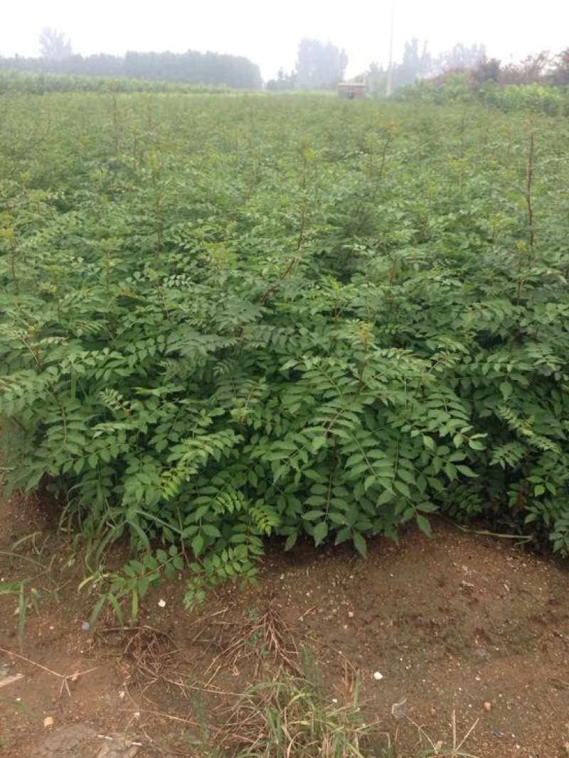 大红袍花椒苗九叶青花椒小苗批发1~2年