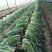 韭菜头茬已大量上市欢迎新老客商