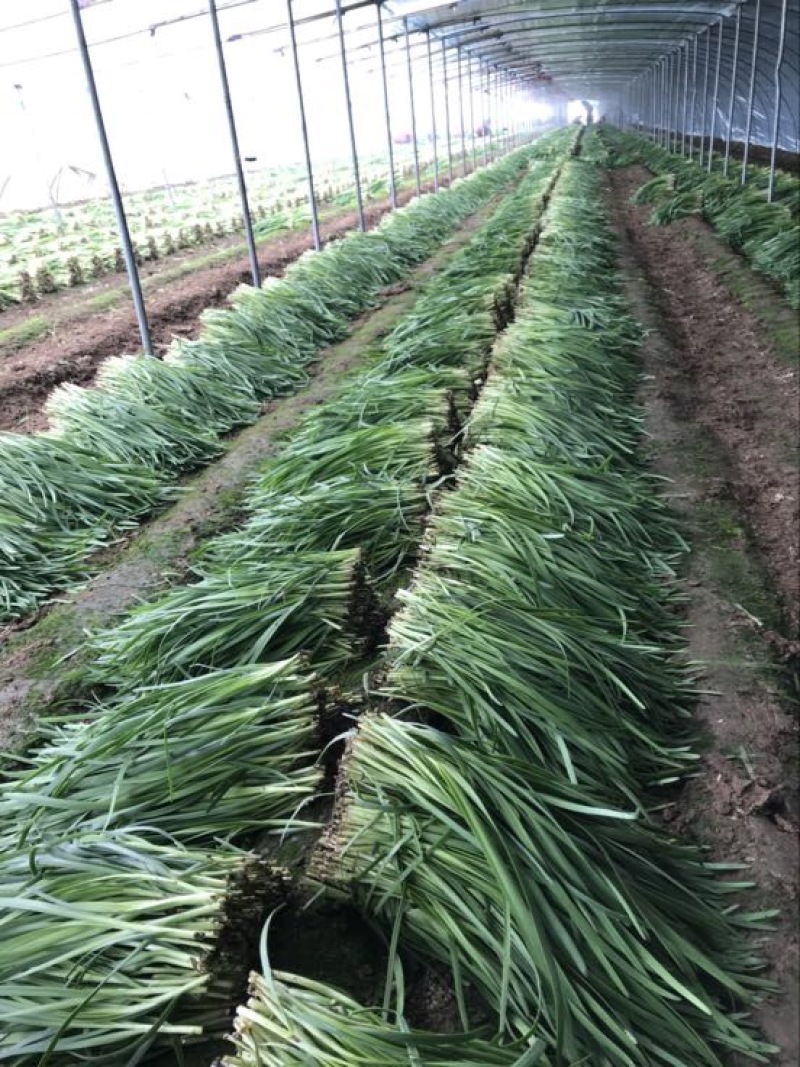 韭菜头茬已大量上市欢迎新老客商