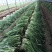 韭菜头茬已大量上市欢迎新老客商