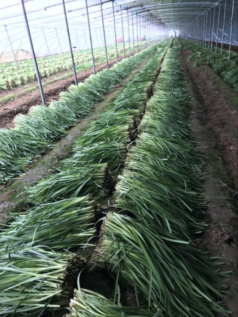 韭菜头茬已大量上市欢迎新老客商