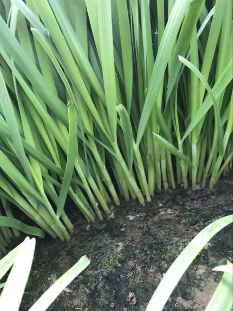 韭菜头茬已大量上市欢迎新老客商