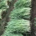 韭菜头茬已大量上市欢迎新老客商