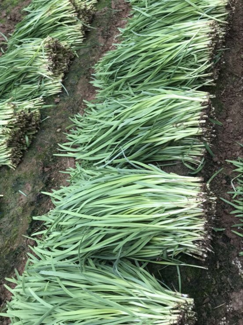 韭菜头茬已大量上市欢迎新老客商