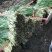韭菜头茬已大量上市欢迎新老客商