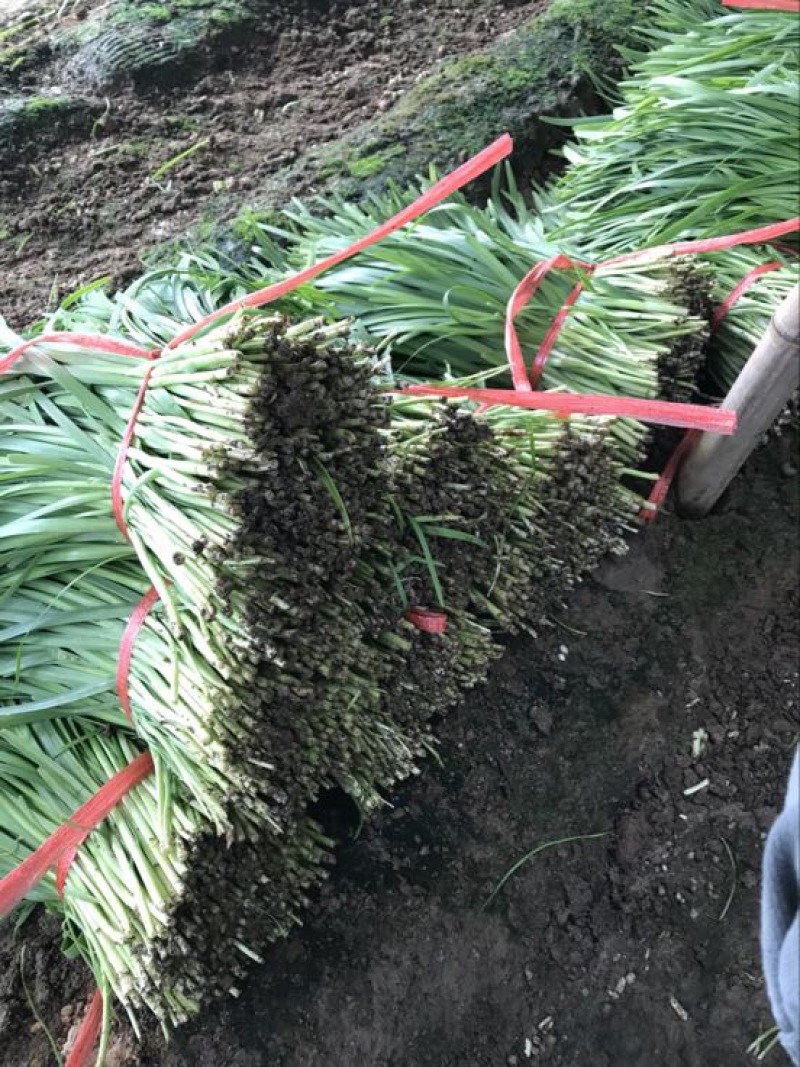 韭菜头茬已大量上市欢迎新老客商