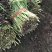 韭菜头茬已大量上市欢迎新老客商