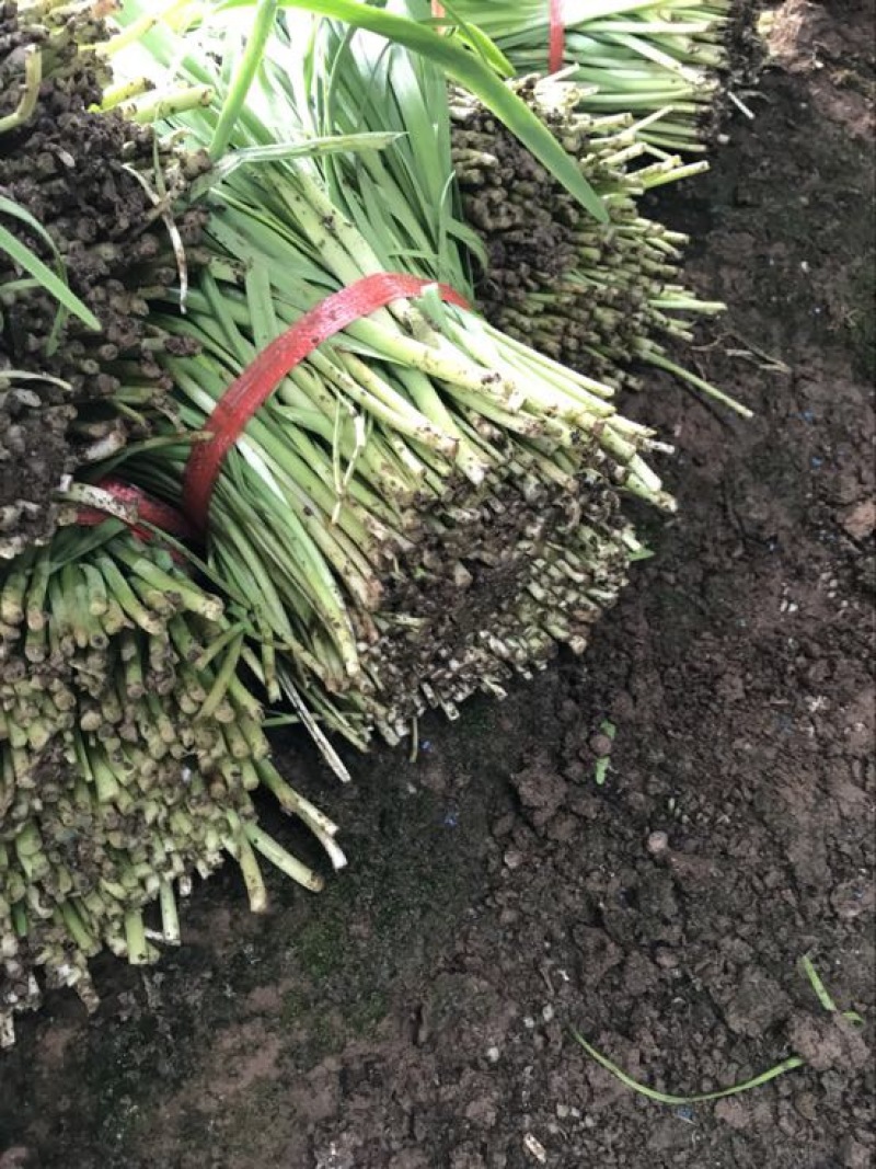 韭菜头茬已大量上市欢迎新老客商