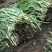 韭菜头茬已大量上市欢迎新老客商