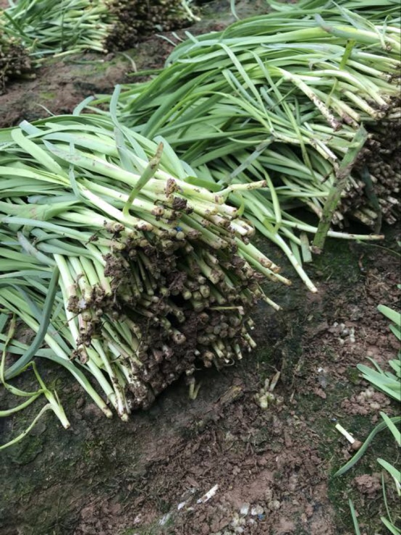 韭菜头茬已大量上市欢迎新老客商