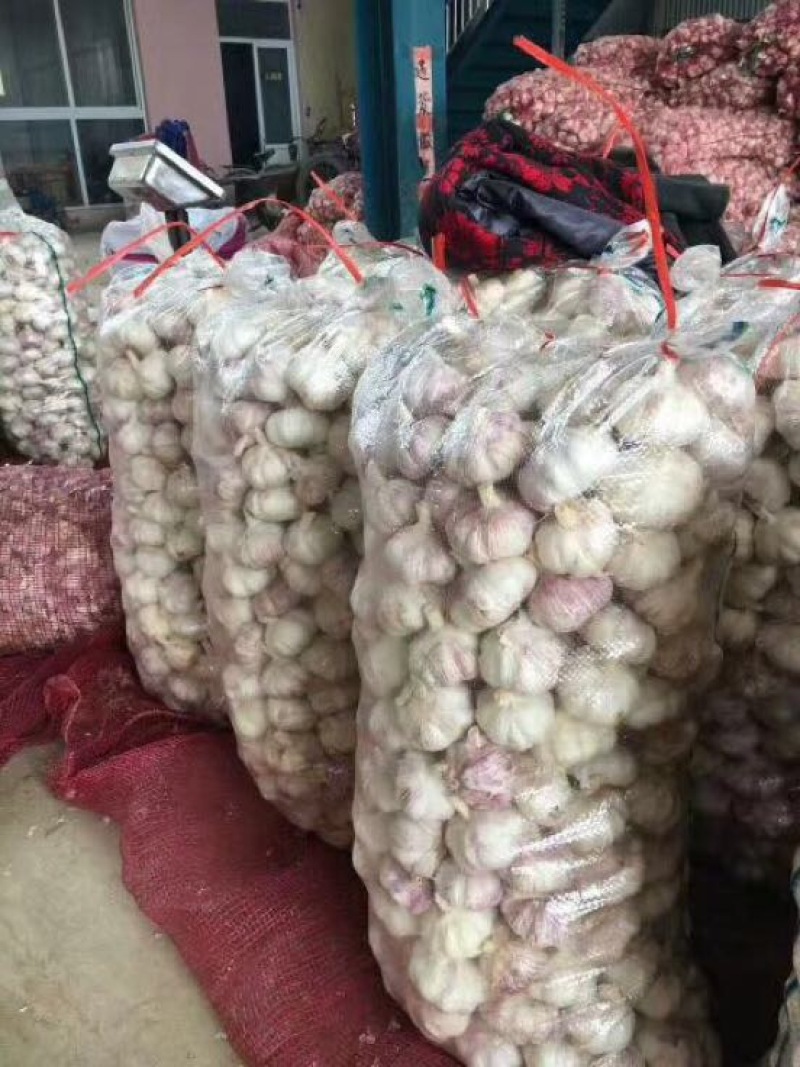 金乡大蒜、大量供应、冷库出租、专业储存、提供配资。