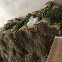 香葱小葱15~20cm