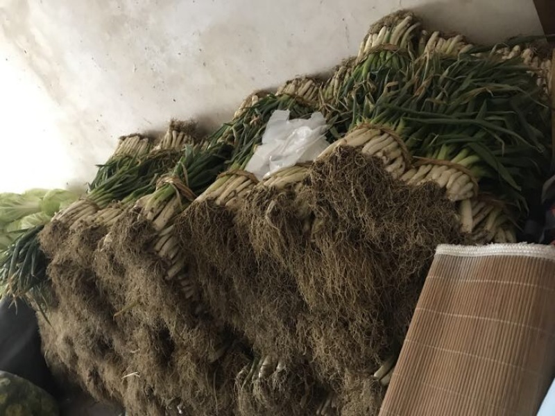 香葱小葱15~20cm