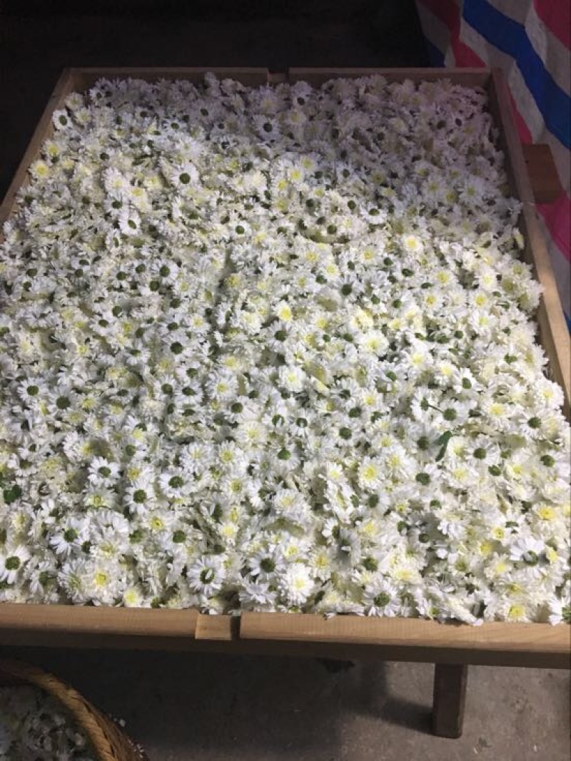 黄山贡菊45一斤，200斤起