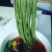豆腐树苗80~100cm