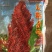 红高粱销售各种糯高粱种子