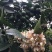 青柠檬1.6~2两