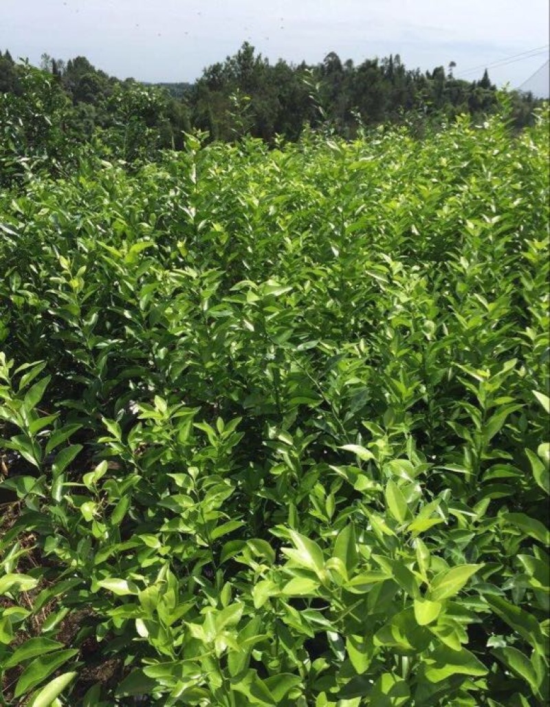 聚果鲜-为各种植户提供各类优质树苗