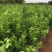 聚果鲜-为各种植户提供各类优质树苗