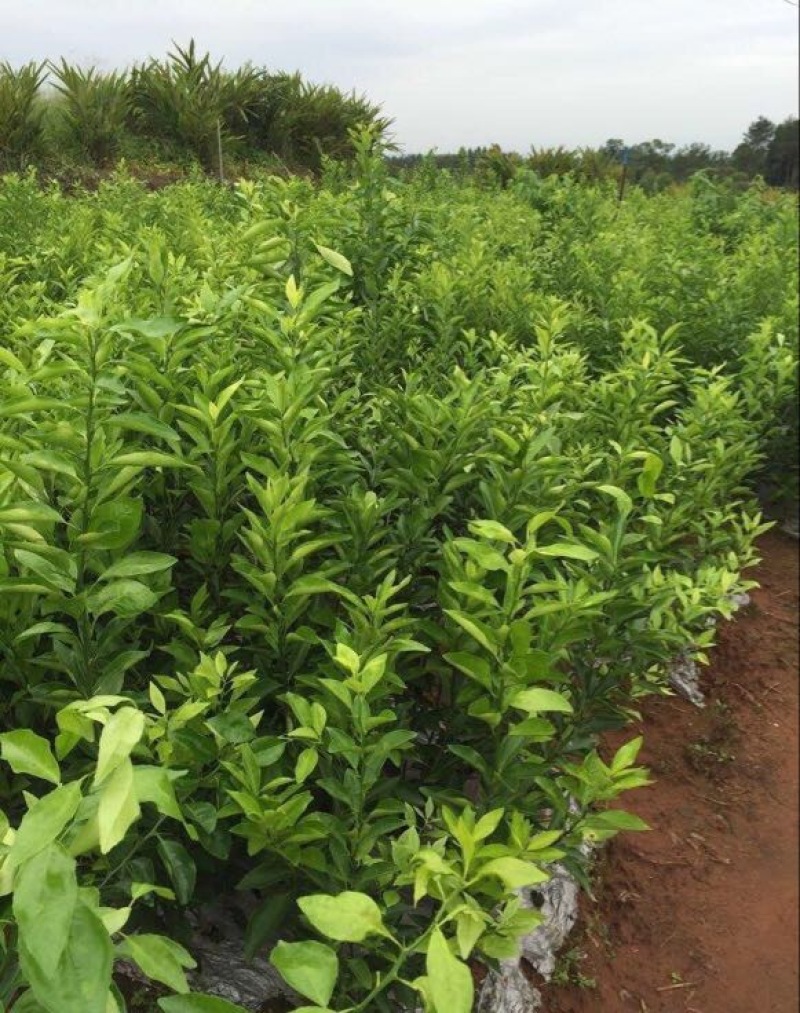 聚果鲜-为各种植户提供各类优质树苗