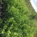 聚果鲜-为各种植户提供各类优质树苗